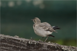 <p>KONIPAS BÍLÝ (Motacilla alba) /White wagtail - Bachstelze/</p>